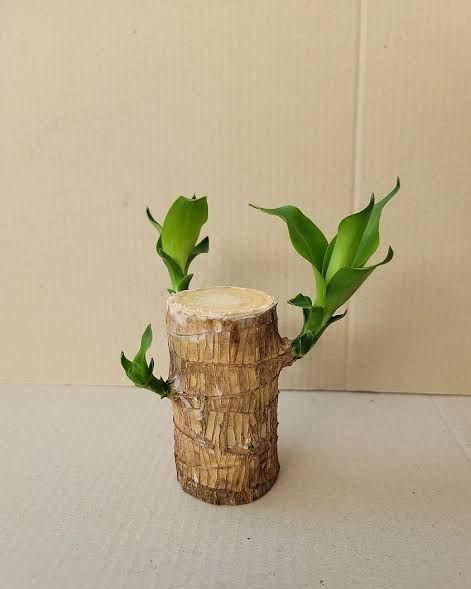 Lucky Brazil Wood Potted Plant