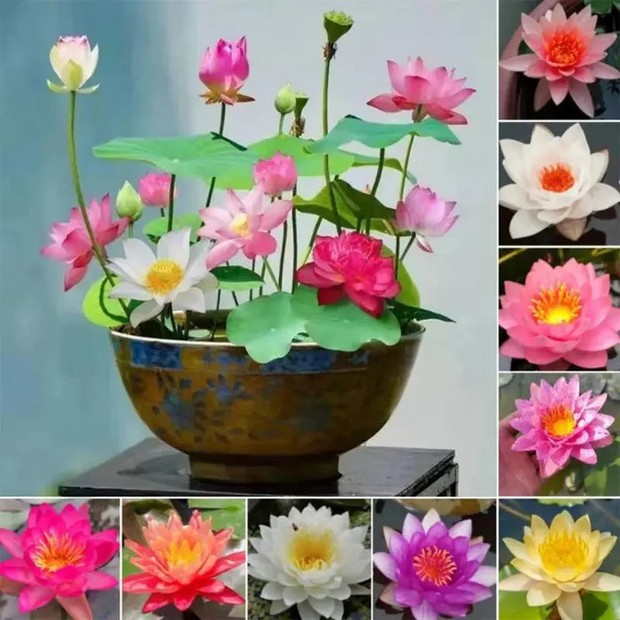 🌸 Premium Japanese Bonsai Lotus Seeds - High Fragrance (Pack of 40 Seeds)